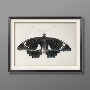 butterfly illustration sarai meyerink