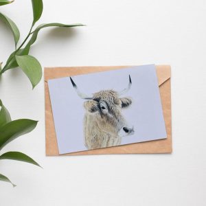cow greeting card packs