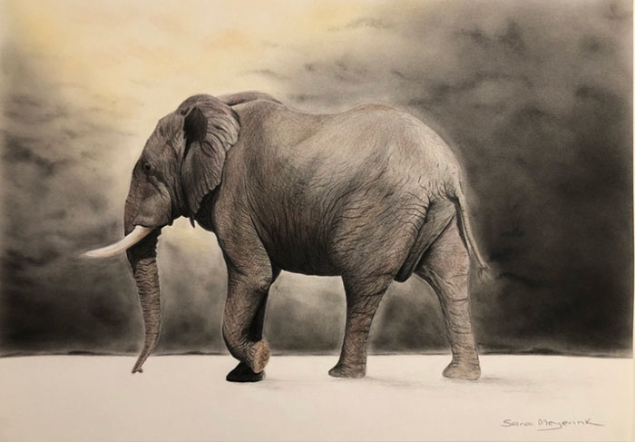 explorers-against-extinction-highly-commended highly commended for elephant illustration