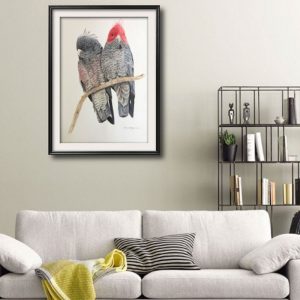 gang gang illustration sarai meyerink