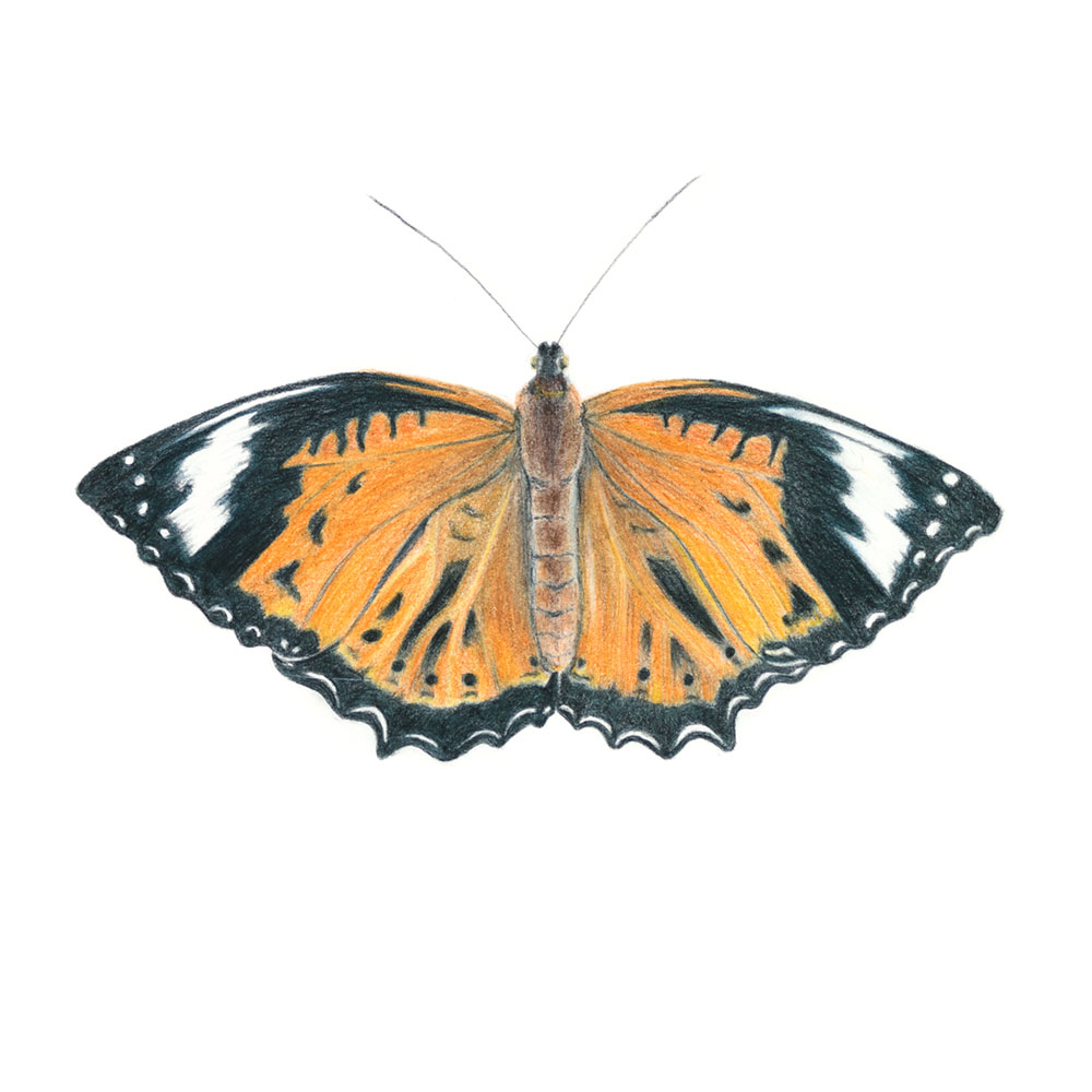 orange-lacewing-butterfly-sarai-meyerink orange lacewing butterfly sarai meyerink