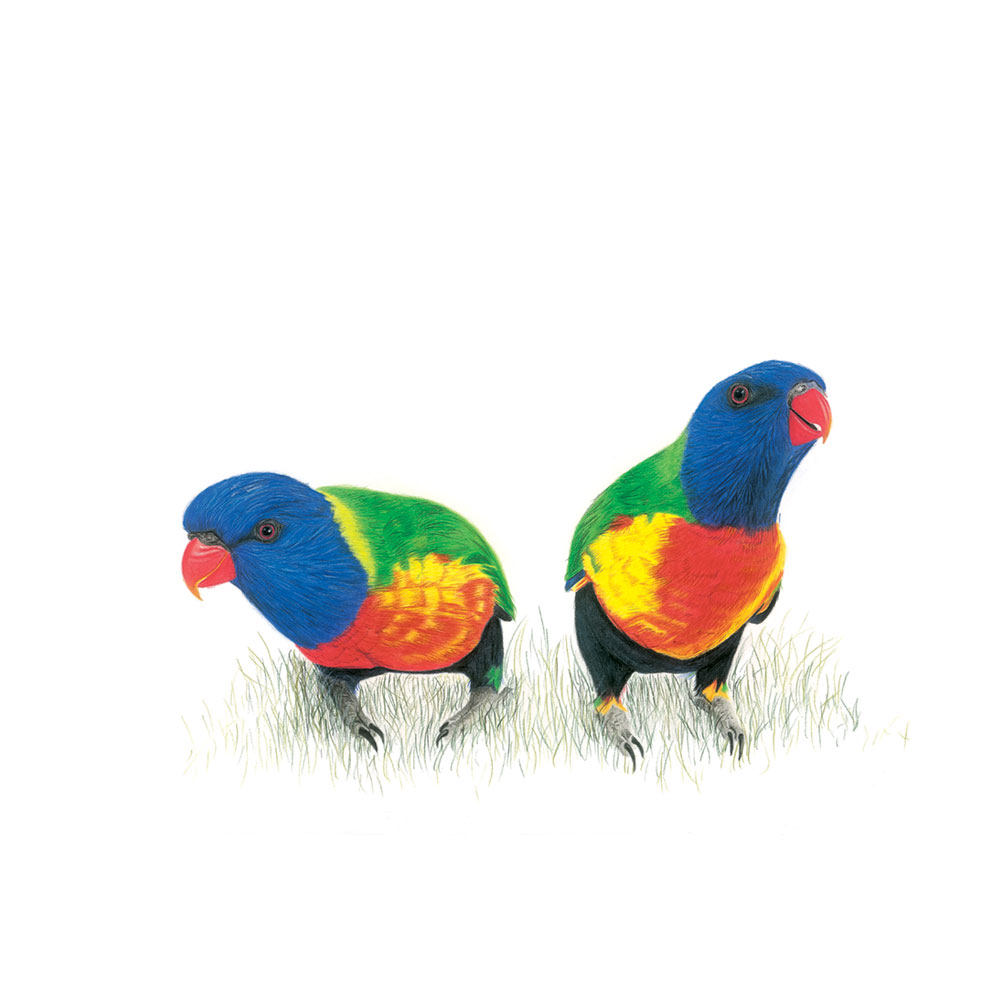 rainbow-lorikeets-2-illustration-sarai-meyerink rainbow lorikeet illustrations