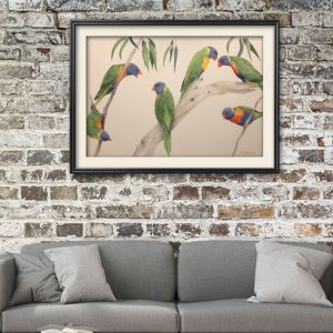 rainbow lorikeets illustration sarai meyerink