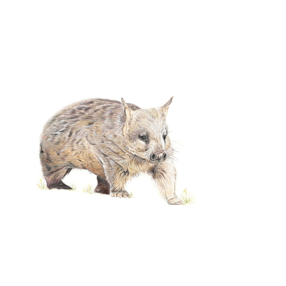 wombat-illustration-sarai-meyerink southern hairy nosed wombat illustration by sarai meyerink