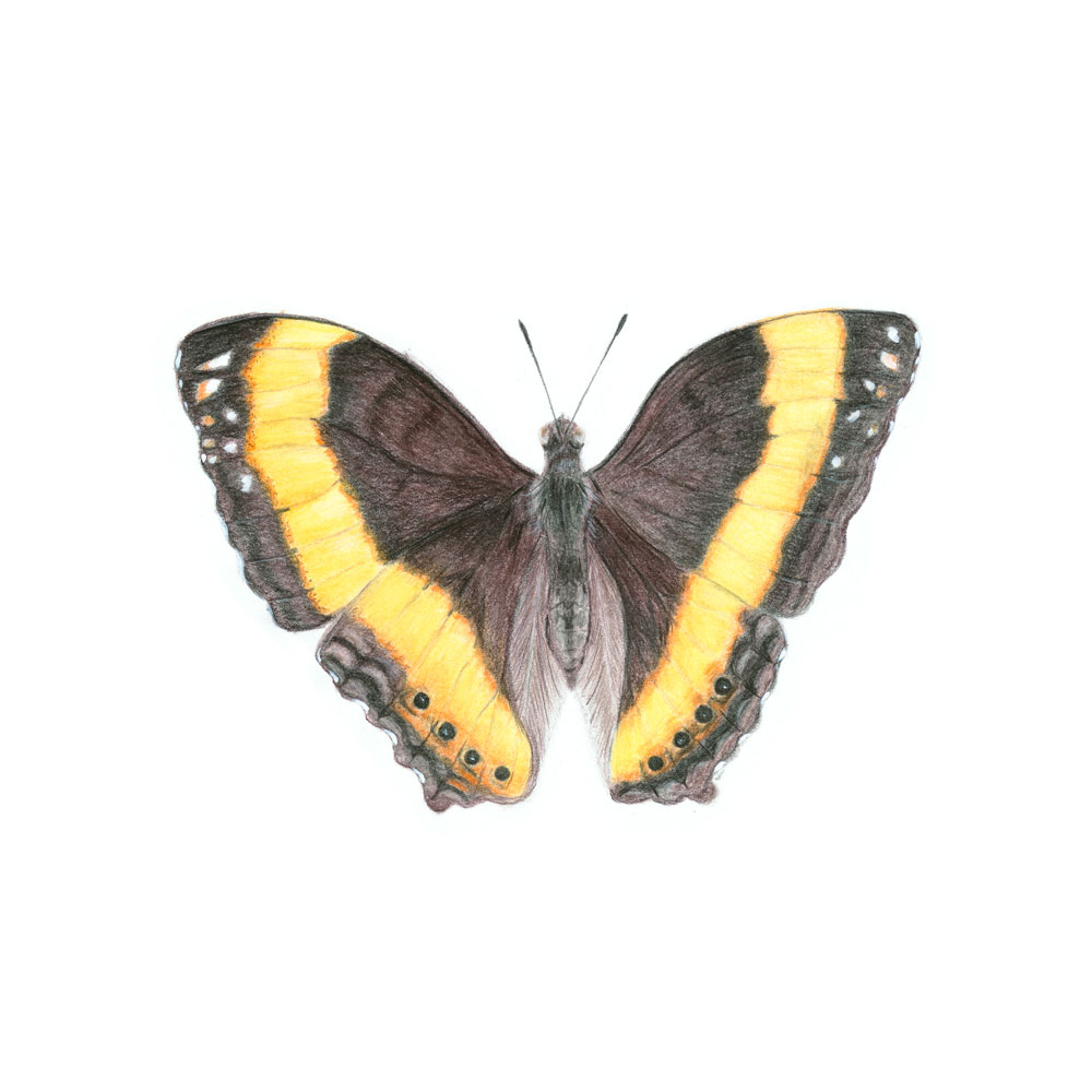 australian-lurcher-butterfly-illustration-sarai-meyerink-orig australian lurcher butterfly illustration