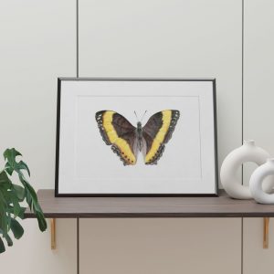 australian lurcher butterfly in frame