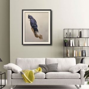 black cockatoo illustration