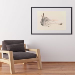 kangaroo illustration