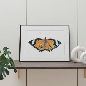 orange lacewing butterfly illustration