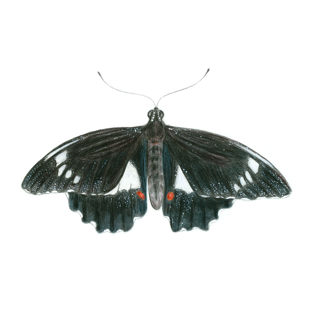 orchard-butterfly-illustration-sarai-meyerink-orig orchard butterfly illustration