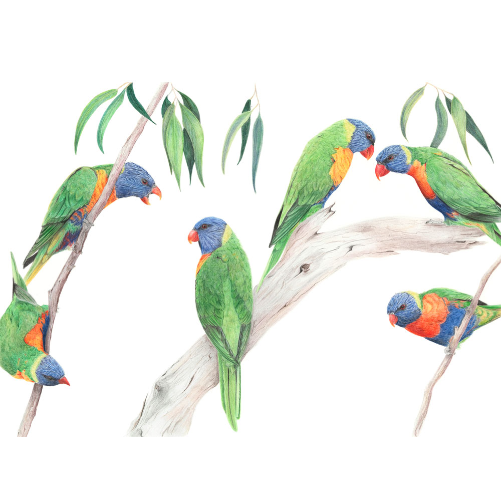 rainbow-lorikeets-illustration-sarai-meyerink-orig rainbow lorikeets illustration sarai meyerink
