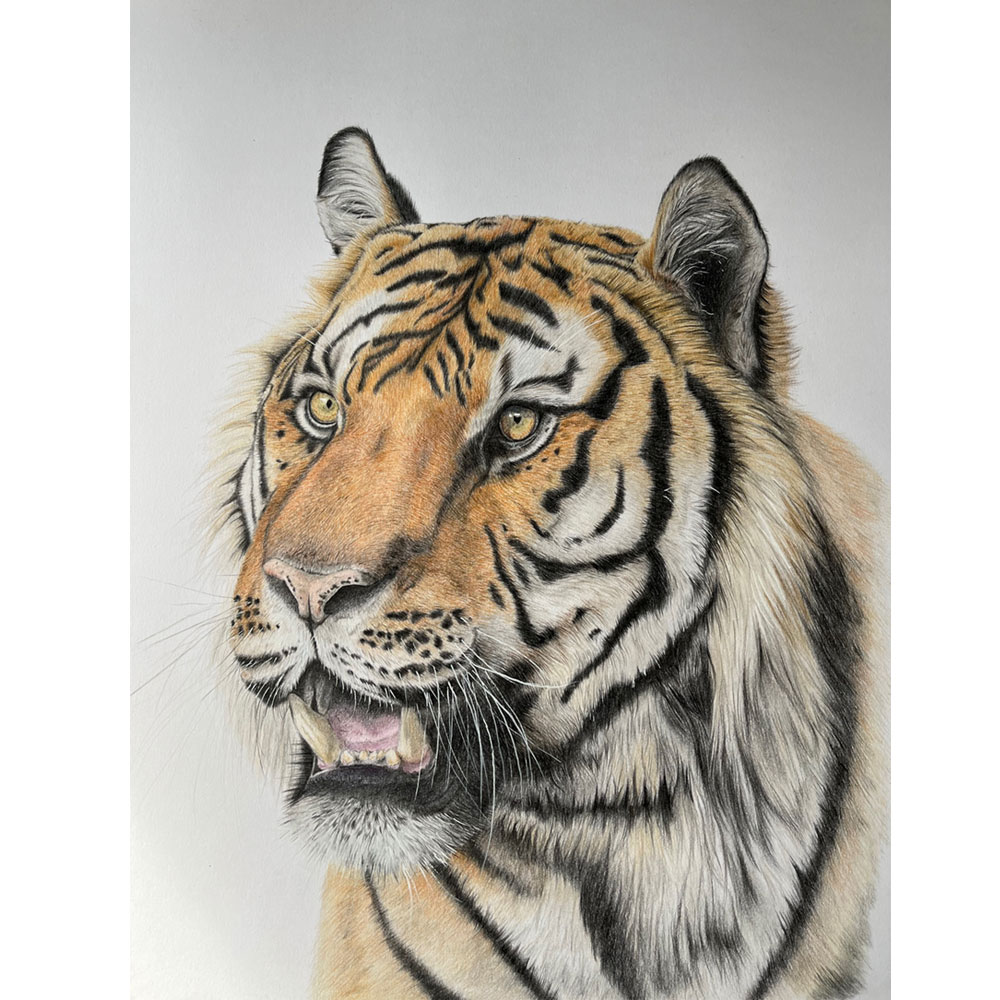 amur-tiger-reflections-illustration-sarai-meyerink-orig Amur Tiger Reflections illustration by sarai meyerink
