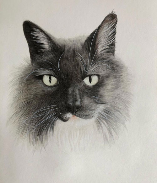 commission-cat commission cat illustration by sarai meyerink