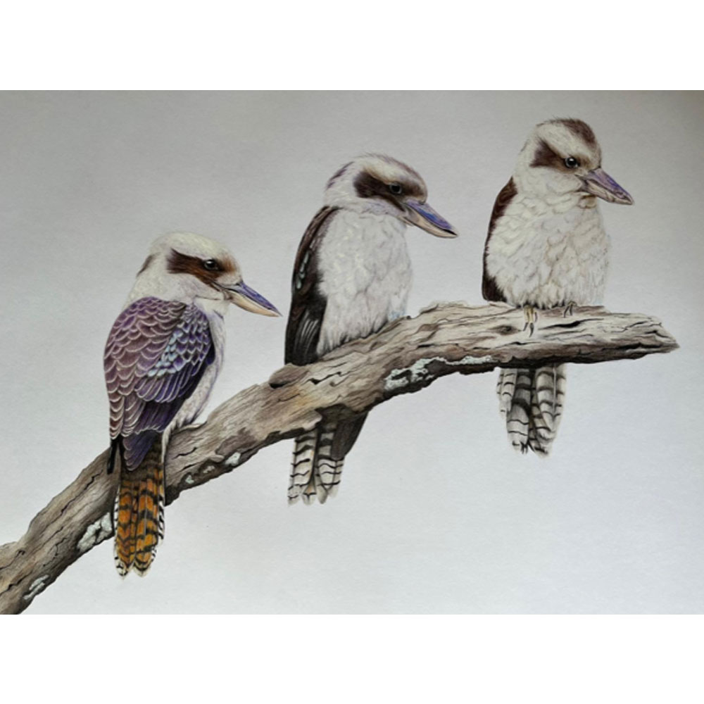 kookaburras-illustration-sarai-meyerink-orig kookaburras illustration by sarai meyerink