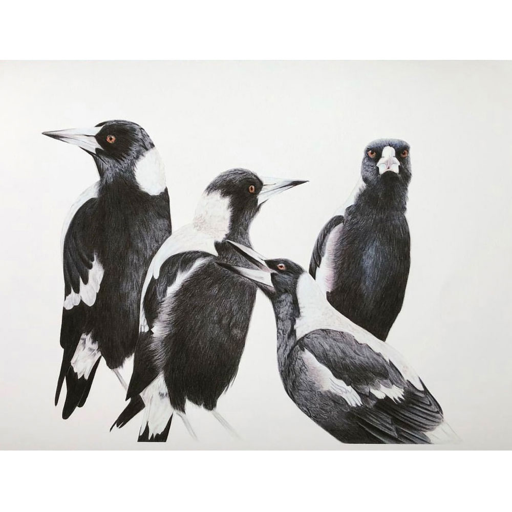 2-Sold-A3-Magpies-sarai-meyerink-orig magpies illustration by sarai myerink